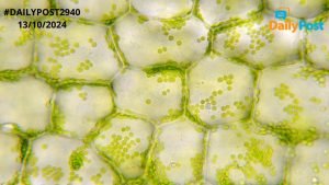 AI Powered Cell Biology